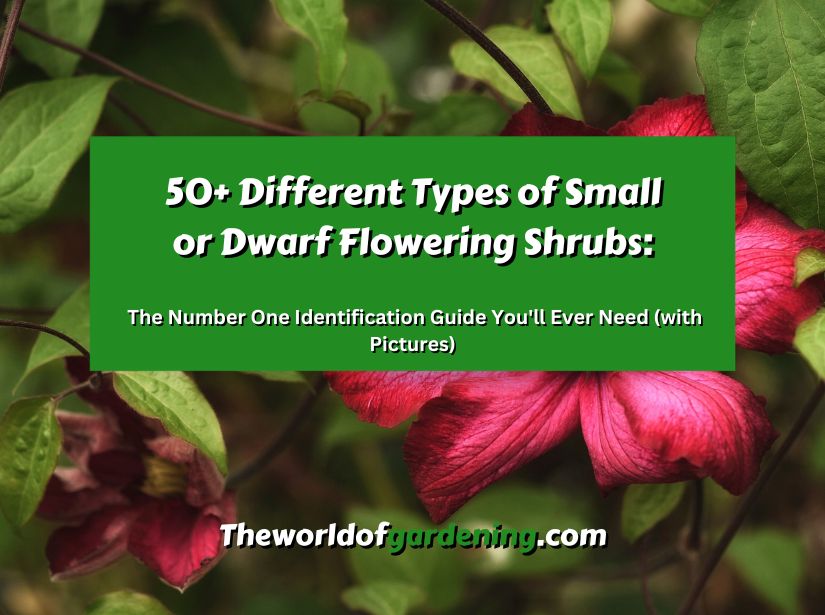 50+ Different Types of Small or Dwarf Flowering Shrubs_ The Number One Identification Guide You'll Ever Need (with Pictures) featured image