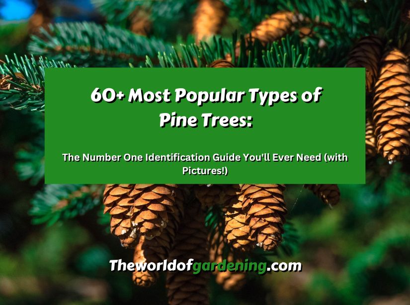 60+ Most Popular Types of Pine Trees_ The Number One Identification Guide You'll Ever Need (with Pictures!) featured image