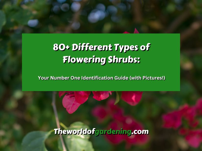 80+ Different Types of Flowering Shrubs_ Your Number One Identification Guide (with Pictures!) featured image