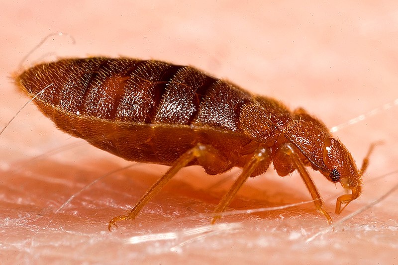Bed Bugs (Cimex)