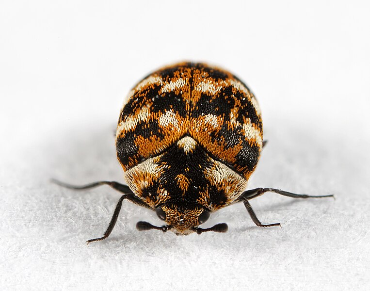 Carpet Beetles (Anthrenus and Attagenus)
