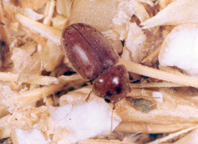 Cigarette Beetles (Lasioderma serricorne)