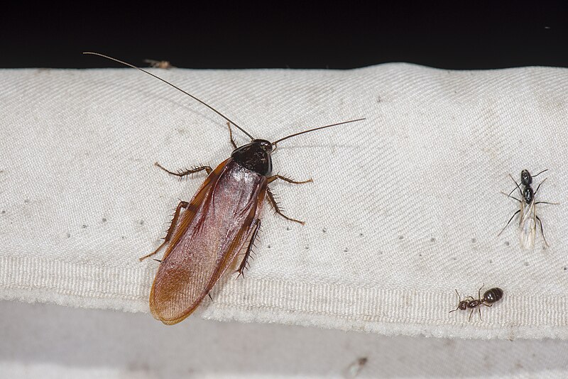Cockroaches (Blattaria)