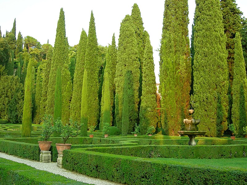 Columnar Evergreen Italian Cypress Tree (Cupressus sempervirens)