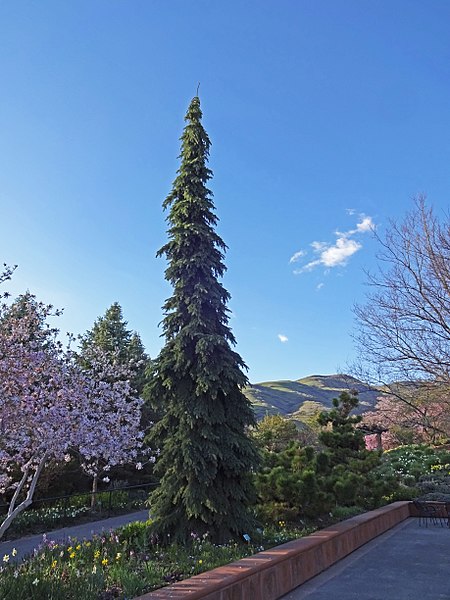 Columnar Evergreen White Spruce Tree (Picea glauca "Pendula")
