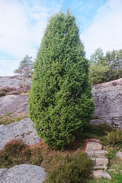 Columnar Juniper "Gold Cone' (Juniperus communis 'Gold Cone')
