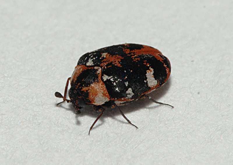 Common Carpet Beetle (Anthrenus scrophulariae)