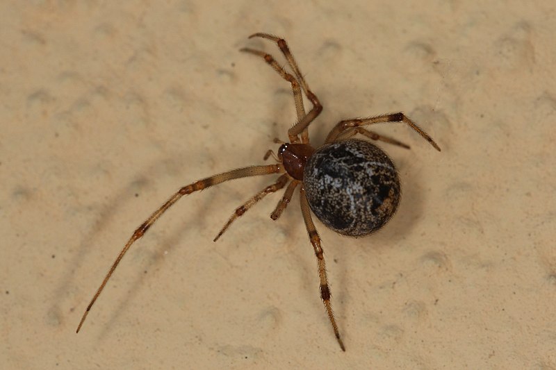 Common House Spider (Parasteatoda tepidariorum)