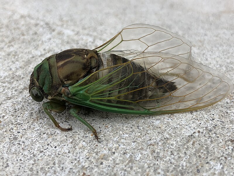 Dog-Day Cicada (Neotibicen canicularis)