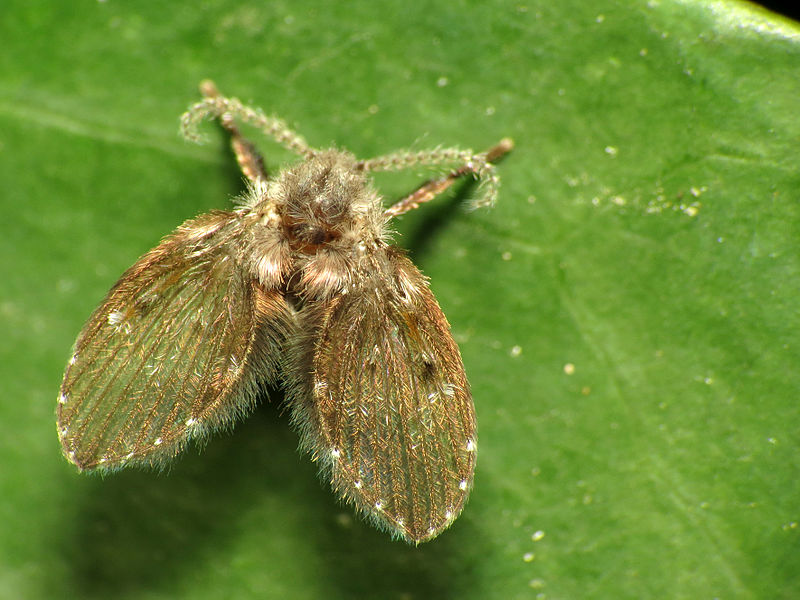 Drain Flies (Psychodidae)