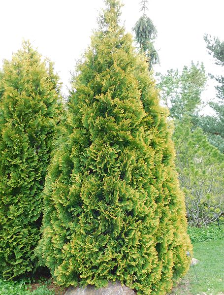 Evergreen American Arborvitae "Yellow Ribbon' (Thuja occidentalis 'Yellow Ribbon')