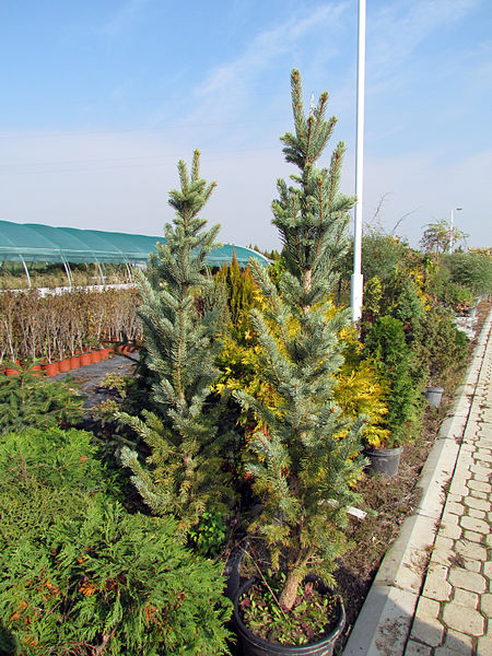Evergreen Colorado Blue Spruce 'Fastigiata' (Picea pungens 'Fastigiata')