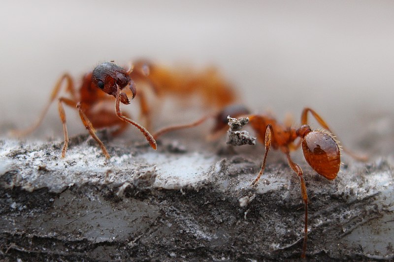 Fire Ants (Solenopsis)