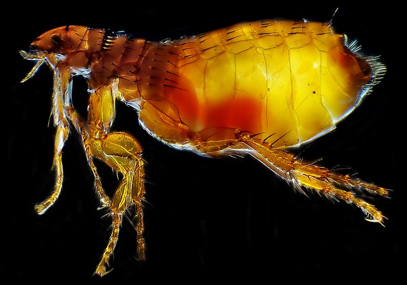 Fleas (Siphonaptera)