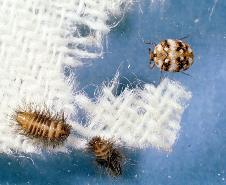 Furniture Carpet Beetle (Anthrenus flavipes)
