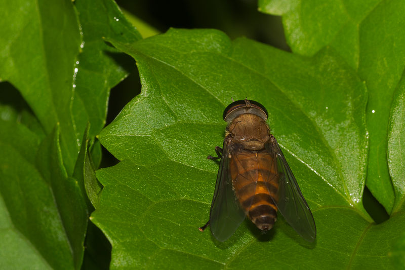 Horse Flies (Tabanidae)