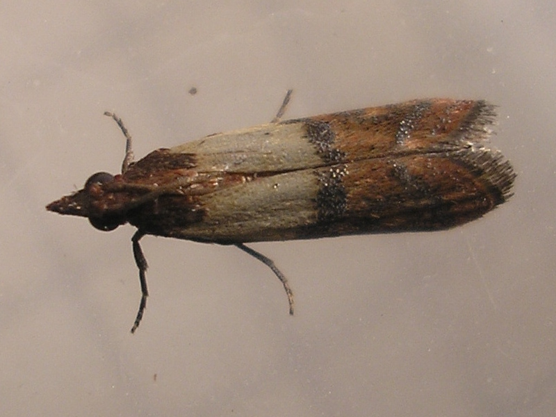 Indian Meal Moth (Pantry Moths) (Plodia interpunctella)