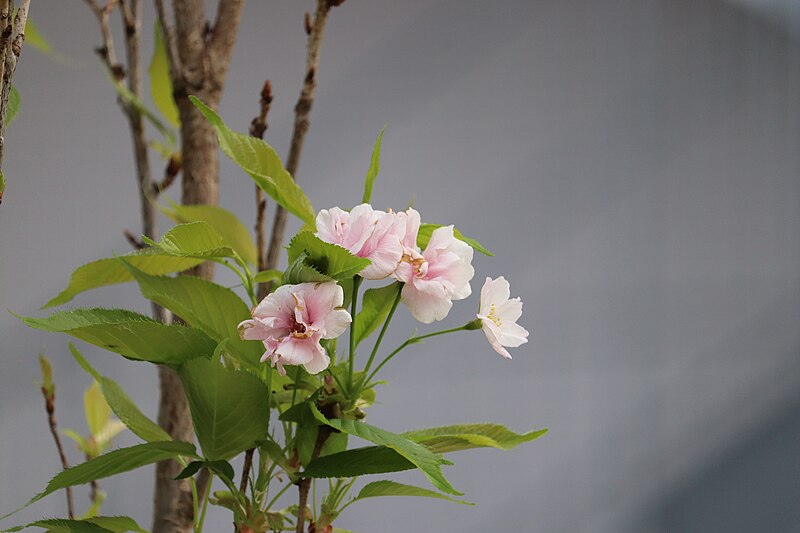 Japanese Flagpole Flowering Cherry Tree (Prunus 'Amanogawa')