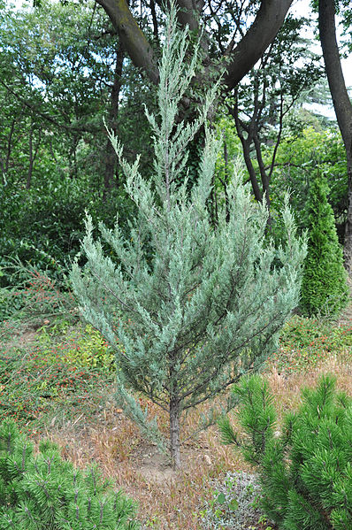 Moonglow Juniper (Juniperus scopulorum "Moonglow")