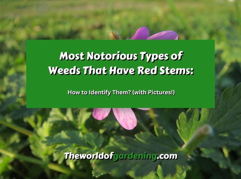 Most Notorious Types of Weeds That Have Red Stems_ How to Identify Them_ (with Pictures!) featured image