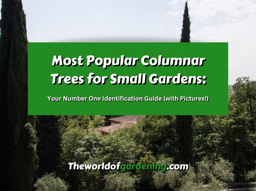 Most Popular Columnar Trees for Small Gardens_ Your Number One Identification Guide (with Pictures!) featured image