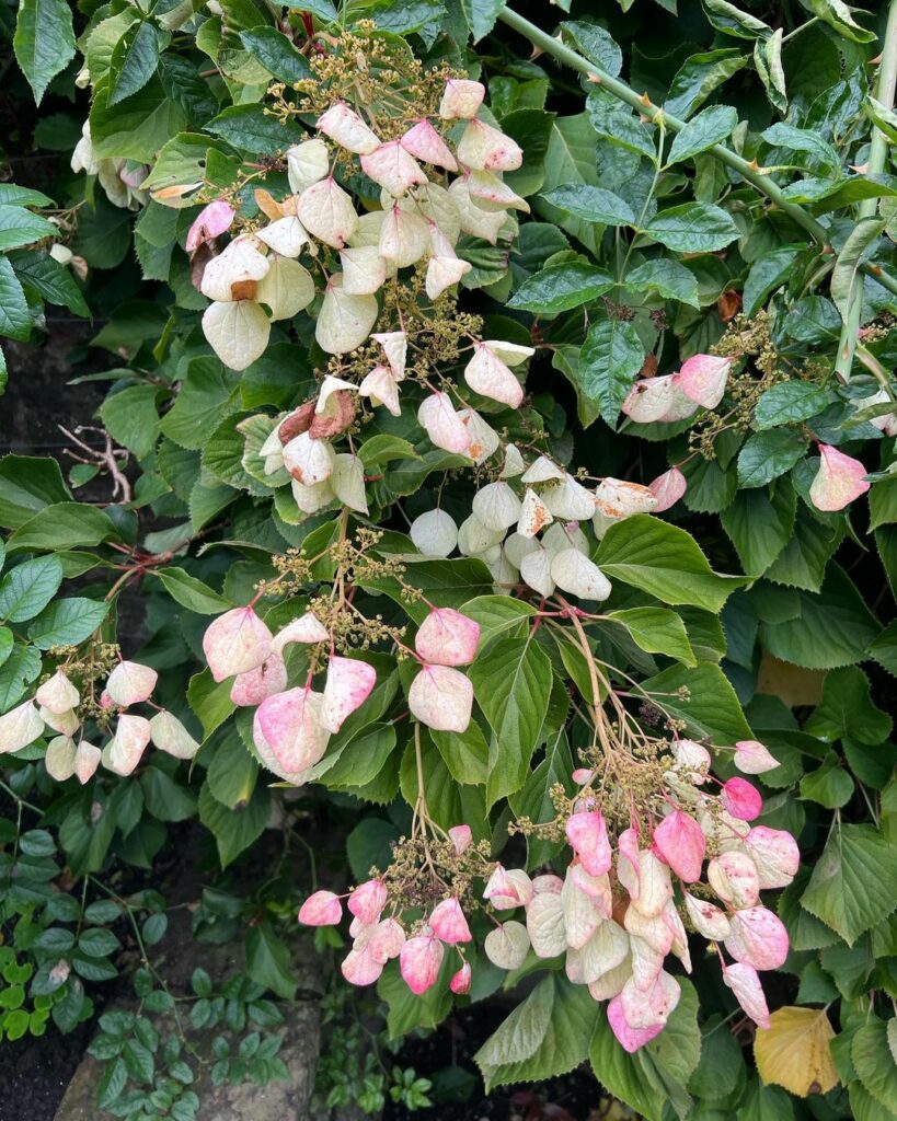 Most Popular Types of Pink Flowering Vines: The Number One ...