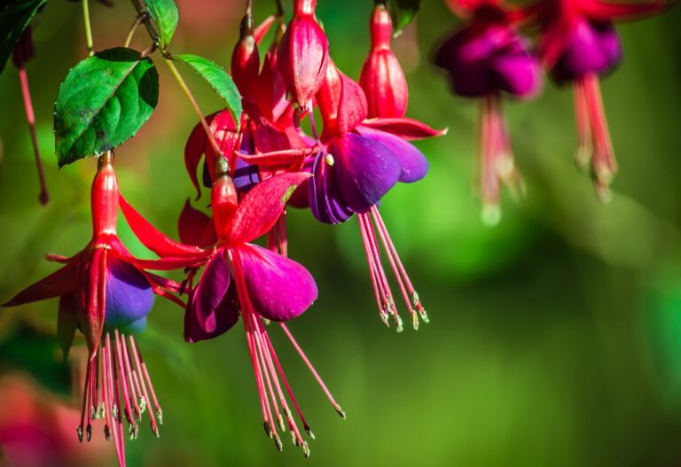 Most Beautiful Types of Purple Flowering Shrubs: The Number One ...