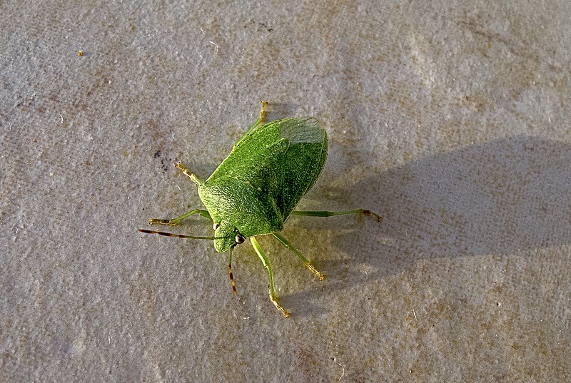 Southern Green Stink Bug (Nezara viridula)