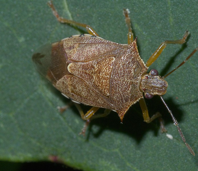 Spined Soldier Stink Bug (Podisus maculiventris)