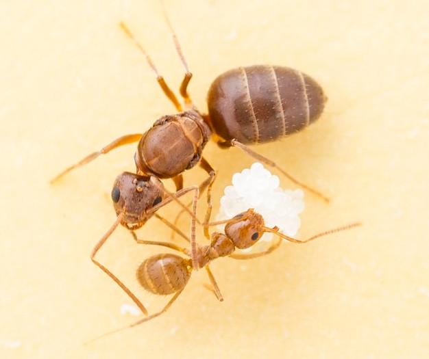 Tawny Crazy Ant (Nylanderia fulva)