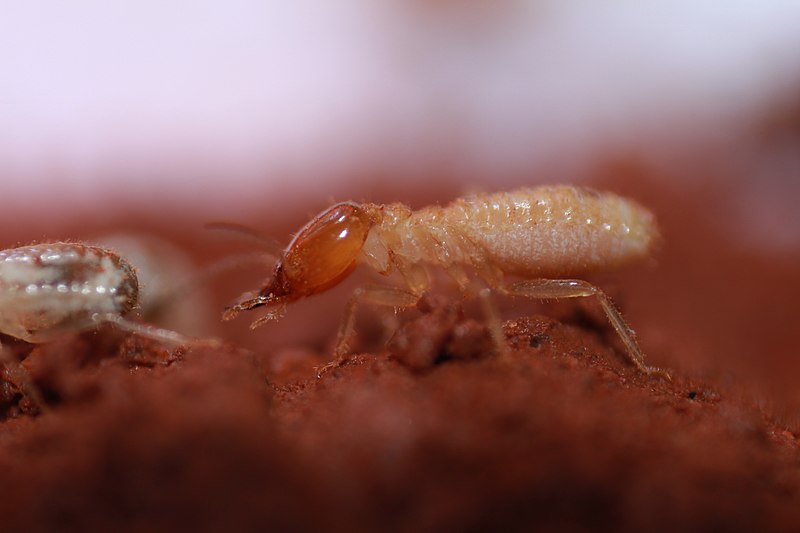 Termites (Isoptera)