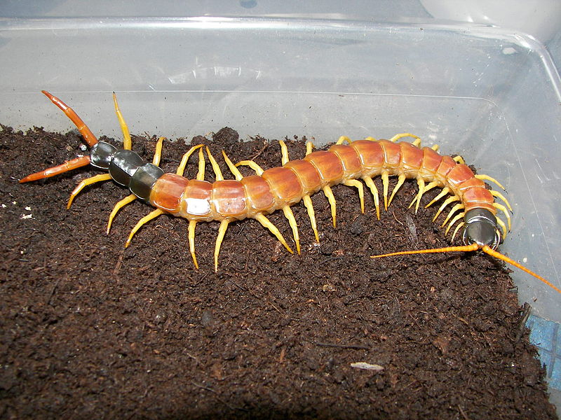 Texas Redheaded Centipede (Scolopendra heros)