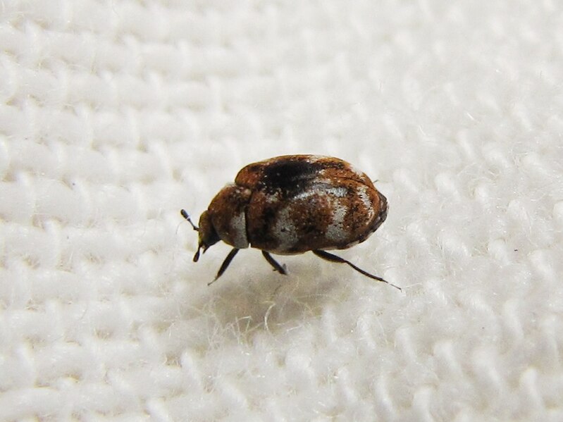 Varieties of Carpet Beetle (Anthrenus verbasci)