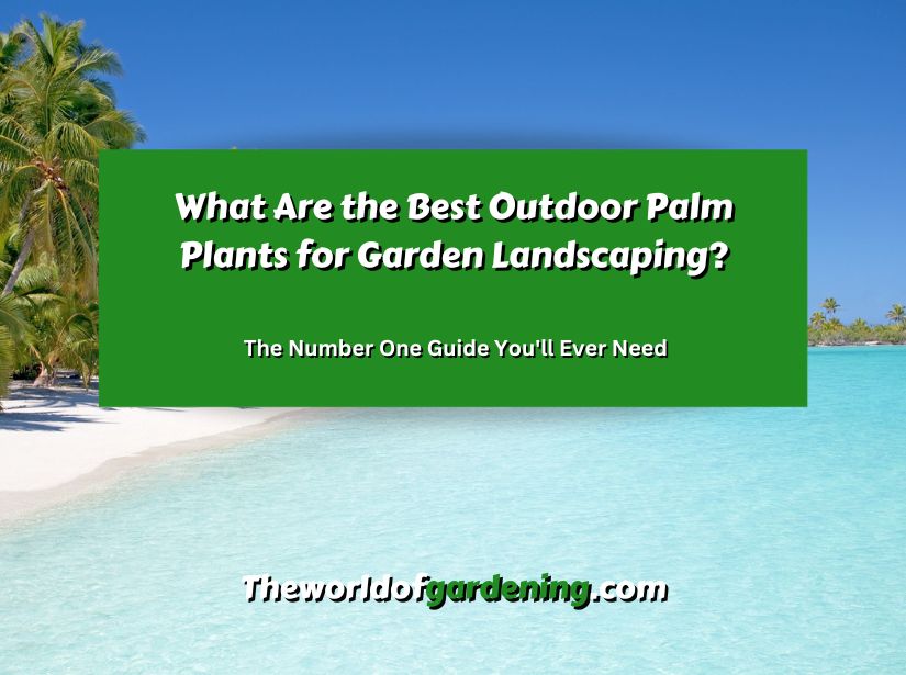What Are the Best Outdoor Palm Plants for Garden Landscaping_ The Number One Guide You'll Ever Need featured image