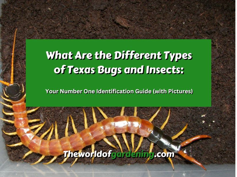 What Are the Different Types of Texas Bugs and Insects_ Your Number One Identification Guide (with Pictures) featured image