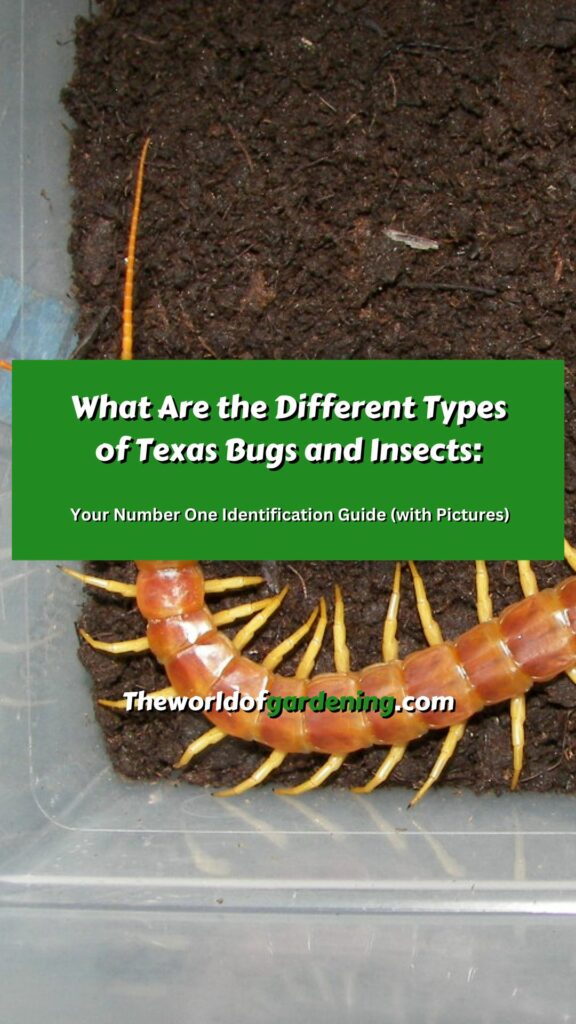 What Are the Different Types of Texas Bugs and Insects_ Your Number One Identification Guide (with Pictures) pinterest image