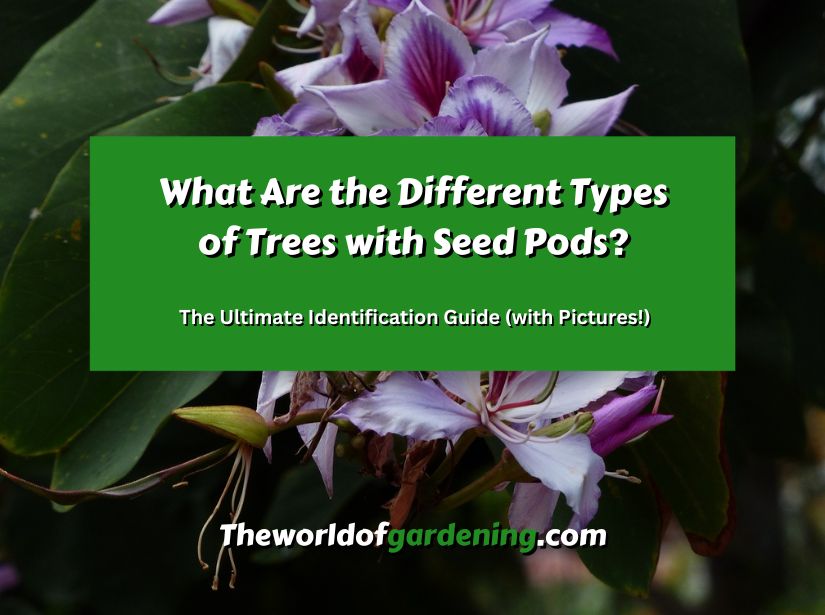 What Are the Different Types of Trees with Seed Pods_ The Ultimate Identification Guide (with Pictures!) featured image