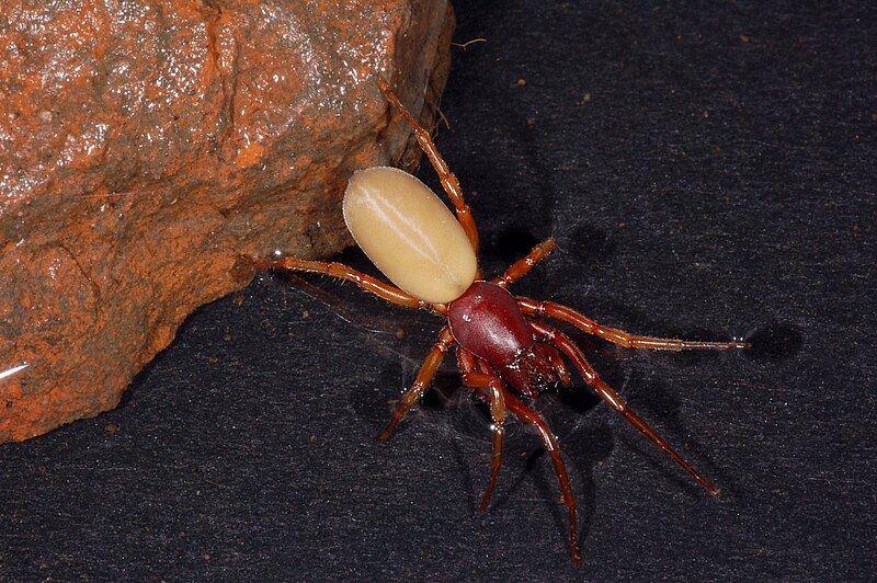 Woodlouse Hunter Spider (Dysderidae)