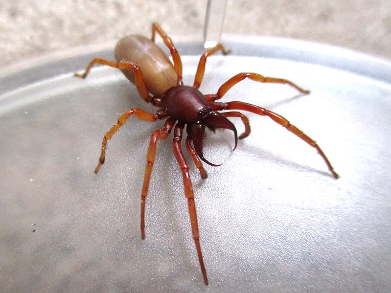 Woodlouse Spider (Dysdera crocata)